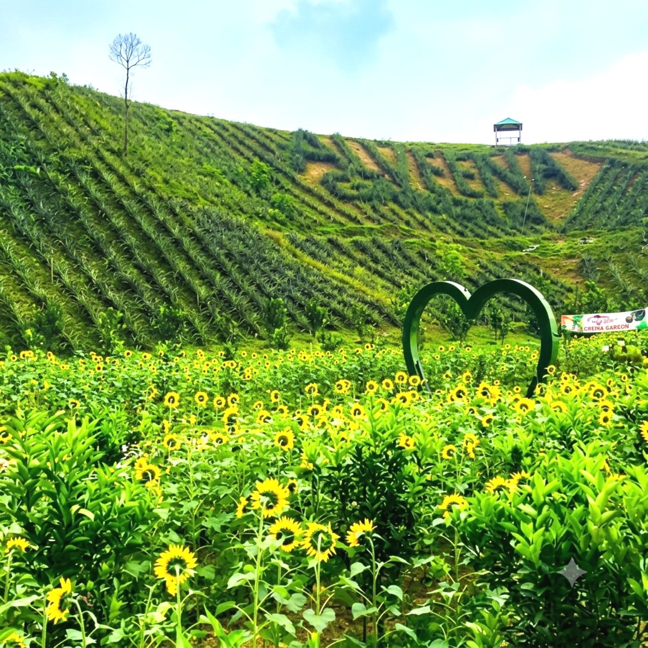 sunflower Garden tourist place