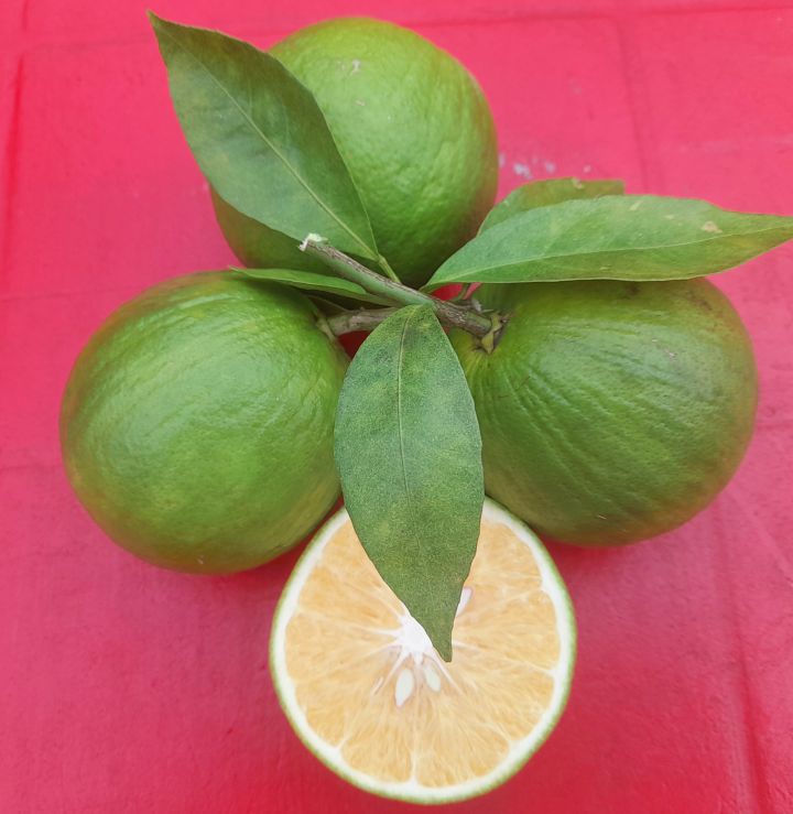 মালটা (বারি-১ বা পয়সা মাল্টা)